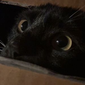 Meet your Posher, Martin